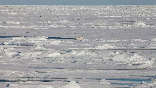 Plastic Particles Infest the Arctic - Truthdig