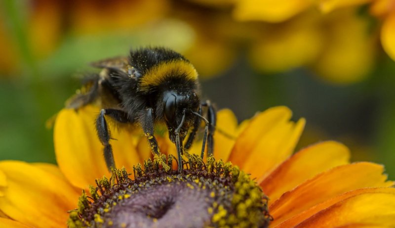 A bee on a yellow flower.