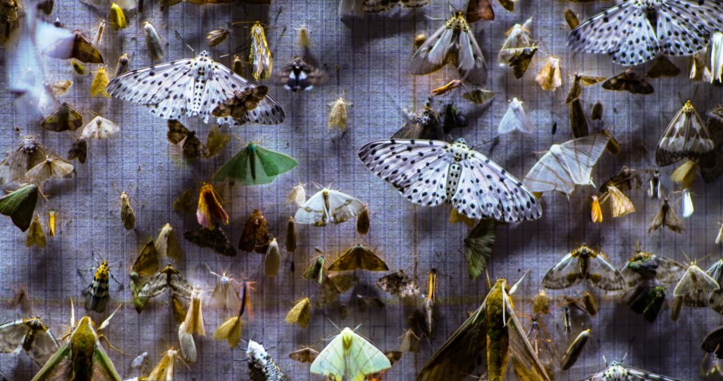 What Quiet Meditation on an Eastern Himalayan Moth Can Teach Us